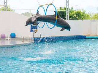 Dolphinland - Yunuslarla Yüzme